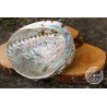 Coquille d'Ormeau Naturelle XL 15-16cm