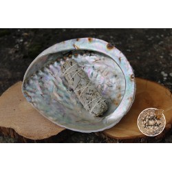Sauge Blanche Apiana Californie Fagot 11cm 25-35g